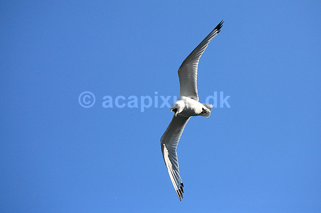 Ride. Ride flyver over stranden nedenfor kolonien p� Bulbjerg; Rissa tridactyla; Bulbjerg / Nordjylland; ; ; fugle; M�gefugle, Laridae, rider, vinger, flyve, flyvning, fugleflugt