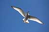 Ride. Ride flyver over stranden nedenfor kolonien p� Bulbjerg Rissa tridactyla Bulbjerg / Nordjylland   fugle M�gefugle, Laridae, rider, vinger, flyve, flyvning, fugleflugt
