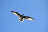 S�lvm�ge. S�lvm�ge (ungfugl) flyver over ride kolonien p� Bulbjerg i s�gen efter bytte Larus argentatus Bulbjerg / Nordjylland   fugle M�gefugle, Laridae, vinger, flyve, flyvning, fugleflugt