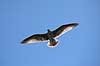 S�lvm�ge. S�lvm�ge (ungfugl) flyver over ride kolonien p� Bulbjerg i s�gen efter bytte Larus argentatus Bulbjerg / Nordjylland   fugle M�gefugle, Laridae, vinger, flyve, flyvning, fugleflugt