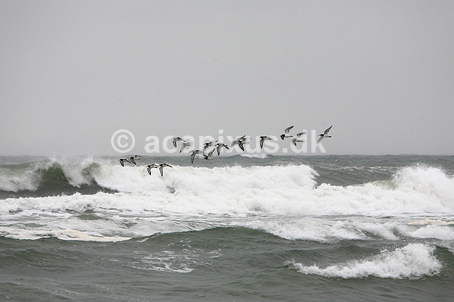 Strandskader. Strandskaderflyver over b�lgerne langs stranden ved Klim; Haematopus ostralegus; Klim Strand; ; ; fugle; Strandskade, Haematopodidae, M�gefugle og vadefugle, Charadriiformes