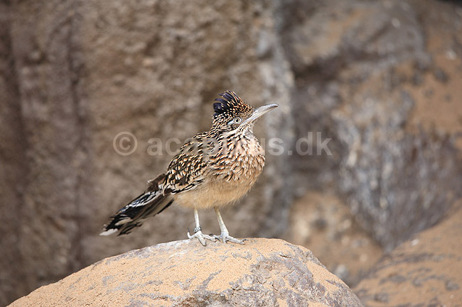 Jordg�g. Jordg�g eller roadrunner; Geococcyx california, Geococcyx californianus; Rotterdam ZOO (Diergaarde Blijdorp) / Rotterdam; Holland; ; fugle; Egentlige g�ge, Cuculidae, G�gefugle, Cuculiformes