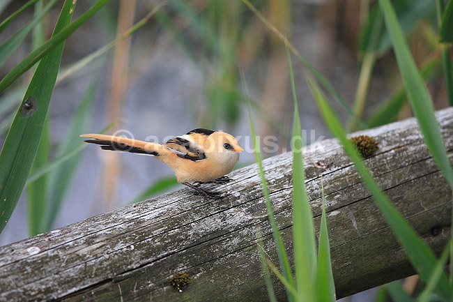 Sk�gmejse. Sk�gmejse fouragerer i Vejlerne - ungfugl, han; Panurus biarmicus; Vejlerne / Nordjylland; ; ; fugle; Papeg�jemejser, Panurinae, Spurvefugle, Passeriformes, mejse, mejser, sk�gmejser