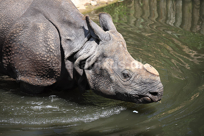 Indisk n�sehorn. Indisk n�sehorn i Rotterdam Zoo; Rhinoceros unicornis; Rotterdam ZOO (Diergaarde Blijdorp) / Rotterdam; Holland; ; pattedyr; Uparrett�ede hovdyr, Perissodactyla