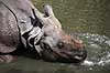 Indisk n�sehorn. Indisk n�sehorn i Rotterdam Zoo Rhinoceros unicornis Rotterdam ZOO (Diergaarde Blijdorp) / Rotterdam Holland  pattedyr Uparrett�ede hovdyr, Perissodactyla