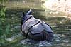 Indisk n�sehorn. Indisk n�sehorn i Rotterdam Zoo Rhinoceros unicornis Rotterdam ZOO (Diergaarde Blijdorp) / Rotterdam Holland  pattedyr Uparrett�ede hovdyr, Perissodactyla