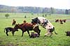 Salers k�dkv�g. Salers ko krydses med Belgisk Bl�hvid tyr. Salers er en af Europas �ldste kv�gracer. Ark�ologer har fundet huletegninger af kv�g, der ligner Salers, som er over 7000 �r gamle. Tegningerne blev fundet n�r den franske by Salers, som gav navn til racen i 1840  Ardennerne Belgien  pattedyr Skedehornede, Bovidae, Parrett�ede hovdyr, Artiodactyla, malkeko, malkek�r, husdyr, landbrug, k�dkv�g, k�d, Belgisk Bl�hvidt Kv�g, tamkv�g, kalv, kalve