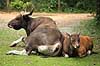 Banteng. Banteng tyr og kalv i Diergaarde Blijdorp i Rotterdam Bos javanicus Rotterdam ZOO (Diergaarde Blijdorp) Holland  pattedyr Skedehornede, Bovidae, Parrett�ede hovdyr, Artiodactyla, kalve, zoologisk have