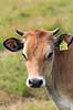 Jersey ko. Jersey kalv med nummer i �ret Bos taurus Holb�k strand Danmark  pattedyr Skedehornede, Bovidae, Parrett�ede hovdyr, Artiodactyla, malkeko, malkek�r, husdyr, landbrug, kalve jersey k�er