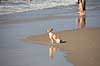 Foxterrier. Foxterrier betragter vandet og de badende p� stranded ved Den Haag i Holland  Kijkduin / Den Haag Holland  pattedyr Rovdyr, Carnivora, Hunde, Canidae, badeliv, strandliv