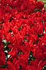 Tulipaner. Tulipaner i Keukenhof Blomsterpark i Holland Tulipa Keukenhof Holland  planter Lilje-familien, Liliaceae, tulipan, blomster, blomst, blomsterpark, blomsterparker, have, havebrug
