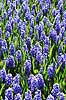 Hyacinther. Hyacinther i Keukenhof Blomsterpark i Holland Hyacinthus orientalis Keukenhof Holland  planter Hyacinth, Lilje-familien, Liliaceae, blomster, blomst, blomsterpark, blomsterparker, have, havebrug