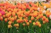 Tulipaner. Tulipaner i Keukenhof Blomsterpark i Holland Tulipa Keukenhof Holland  planter Lilje-familien, Liliaceae, tulipan, blomster, blomst, blomsterpark, blomsterparker, have, havebrug