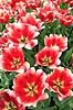 Tulipaner. Tulipaner i Keukenhof Blomsterpark i Holland Tulipa Keukenhof Holland  planter Lilje-familien, Liliaceae, tulipan, blomster, blomst, blomsterpark, blomsterparker, have, havebrug