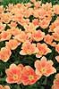 Tulipaner. Tulipaner i Keukenhof Blomsterpark i Holland Tulipa Keukenhof Holland  planter Lilje-familien, Liliaceae, tulipan, blomster, blomst, blomsterpark, blomsterparker, have, havebrug