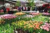 Tulipaner. Tulipaner i Keukenhof Blomsterpark i Holland Tulipa Keukenhof Holland  planter Lilje-familien, Liliaceae, tulipan, blomster, blomst, blomsterpark, blomsterparker, have, havebrug