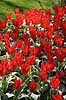 Tulipaner. Tulipaner i Keukenhof Blomsterpark i Holland Tulipa Keukenhof Holland  planter Lilje-familien, Liliaceae, tulipan, blomster, blomst, blomsterpark, blomsterparker, have, havebrug