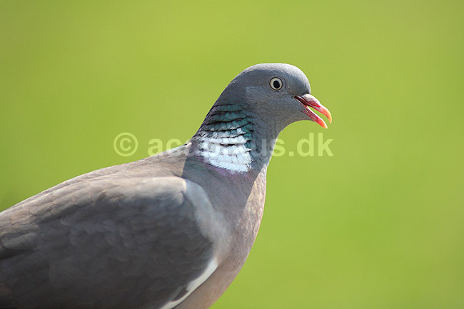 Ringdue; Columba palumbus; ; ; ; fugle; Egentlige duer, Columbidae, Duefugle, Columbiformes