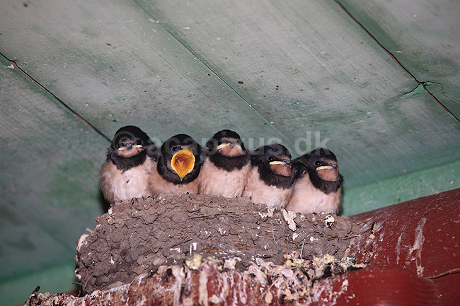 Landsvaler. Landsvale unger sidder p� redden og venter p� fodring; Hirundo rustica; ; ; ; fugle; Svaler, Hirundinidae, n�b, afkom, rede, fuglerede