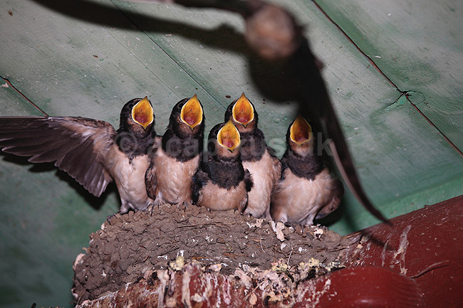 Landsvaler. Landsvale for�ldre ankommer til redden og fodrer unger; Hirundo rustica; ; ; ; fugle; Svaler, Hirundinidae, n�b, afkom, rede, fuglerede
