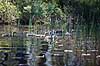 Gr�g�s. G�semor og g�sliger s�ger insekter i sivene Anser anser x Branta canadensis H�kens�s Sverige  fugle G�s, G�s, Andefugle, Anseriformes, Anatidaes, canadag�s, canadag�s, g�slinger, g�sling, unger, artshybrid, artshybrider