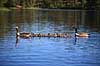 Gr�g�s. Gr�g�semor og canadag�sefar med g�sliger - artshybrider Anser anser x Branta canadensis H�kens�s Sverige  fugle G�s, G�s, gr�g�s, gr�g�s, Andefugle, Anseriformes, Anatidaes, canadag�s, canadag�s, g�slinger, g�sling, unger, artshybrid, artshybrider
