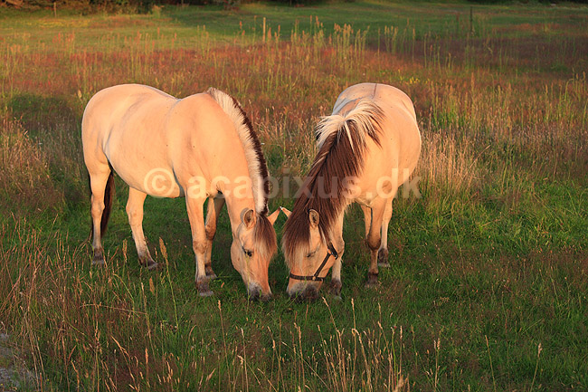 Nordbaggere. Nordbaggere (= fjordheste) gr�sser p� mark; Equus caballus; ; ; ; Pattedyr; Hest, heste, tamhest, tamheste, Nordbag, nordbagge, fjordhest, ridehest, rideheste, manke, man, selet�j, hesterace, hesteracer, racehest, raceheste