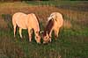 Nordbaggere. Nordbaggere (= fjordheste) gr�sser p� mark Equus caballus    Pattedyr Hest, heste, tamhest, tamheste, Nordbag, nordbagge, fjordhest, ridehest, rideheste, manke, man, selet�j, hesterace, hesteracer, racehest, raceheste