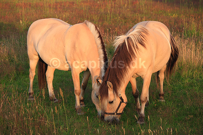 Nordbaggere. Nordbaggere (= fjordheste) gr�sser p� mark; Equus caballus; ; ; ; Pattedyr; Hest, heste, tamhest, tamheste, Nordbag, nordbagge, fjordhest, ridehest, rideheste, manke, man, selet�j, hesterace, hesteracer, racehest, raceheste