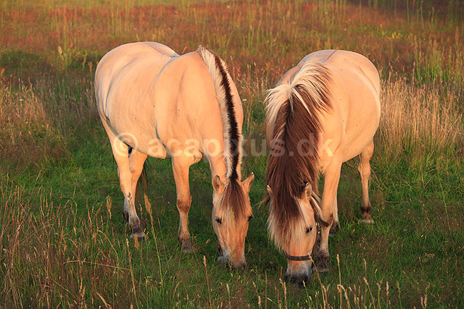 Nordbaggere. Nordbaggere (= fjordheste) gr�sser p� mark; Equus caballus; ; ; ; Pattedyr; Hest, heste, tamhest, tamheste, Nordbag, nordbagge, fjordhest, ridehest, rideheste, manke, man, selet�j, hesterace, hesteracer, racehest, raceheste
