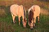 Nordbaggere. Nordbaggere (= fjordheste) gr�sser p� mark Equus caballus    Pattedyr Hest, heste, tamhest, tamheste, Nordbag, nordbagge, fjordhest, ridehest, rideheste, manke, man, selet�j, hesterace, hesteracer, racehest, raceheste