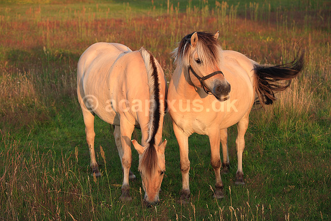 Nordbaggere. Nordbaggere (= fjordheste) gr�sser p� mark; Equus caballus; ; ; ; Pattedyr; Hest, heste, tamhest, tamheste, Nordbag, nordbagge, fjordhest, ridehest, rideheste, manke, man, selet�j, hesterace, hesteracer, racehest, raceheste