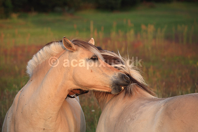 Nordbaggere. Nordbaggere (= fjordheste) renser manker; Equus caballus; ; ; ; Pattedyr; Hest, heste, tamhest, tamheste, Nordbag, nordbagge, fjordhest, ridehest, rideheste, manke, man, selet�j, hesterace, hesteracer, racehest, raceheste