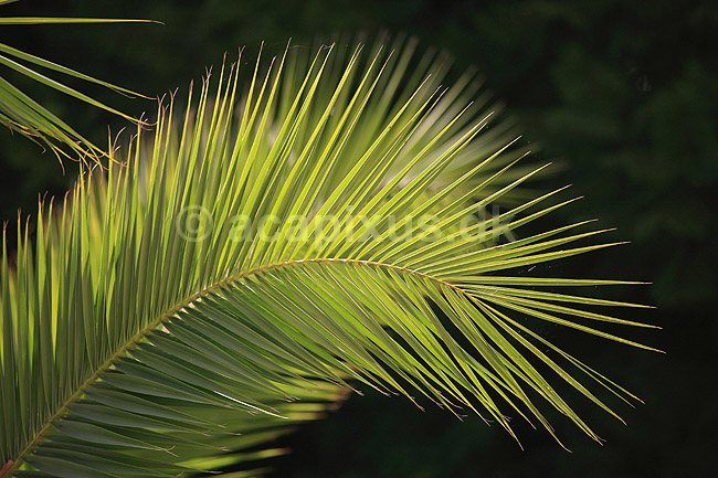 Palmeblad. Palmeblad i modlys; ; Mallorca; Spanien; ; Planter; Blad, blade, palme, palmer