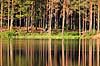 Skov. Reflektion af tr�stammer i skovs� i fyrreskov i Sverige  H�kens�s Sverige   Fyr, fyrretr�, fyrretr�er, granskov, skovs�er, skovbrug, skovdrift