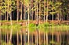 Skov. Reflektion af tr�stammer i skovs� i fyrreskov i Sverige  H�kens�s Sverige   Fyr, fyrretr�, fyrretr�er, granskov, skovs�er, skovbrug, skovdrift