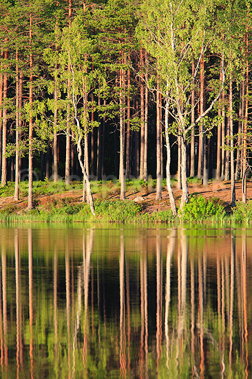 Skov. Reflektion af tr�stammer i skovs� i fyrreskov i Sverige; ; H�kens�s; Sverige; ; ; Fyr, fyrretr�, fyrretr�er, granskov, skovs�er, skovbrug, skovdrift