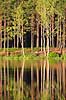 Skov. Reflektion af tr�stammer i skovs� i fyrreskov i Sverige  H�kens�s Sverige   Fyr, fyrretr�, fyrretr�er, granskov, skovs�er, skovbrug, skovdrift