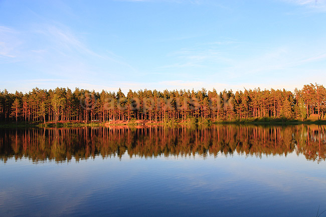 Skov. Reflektion af tr�stammer i skovs� i fyrreskov i Sverige; ; H�kens�s; Sverige; ; ; Fyr, fyrretr�, fyrretr�er, granskov, skovs�er, skovbrug, skovdrift