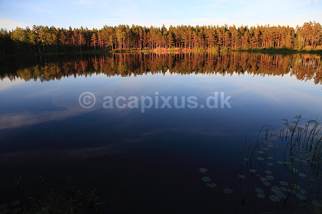 Skov. Reflektion af tr�stammer i skovs� i fyrreskov i Sverige; ; H�kens�s; Sverige; ; ; Fyr, fyrretr�, fyrretr�er, granskov, skovs�er, skovbrug, skovdrift
