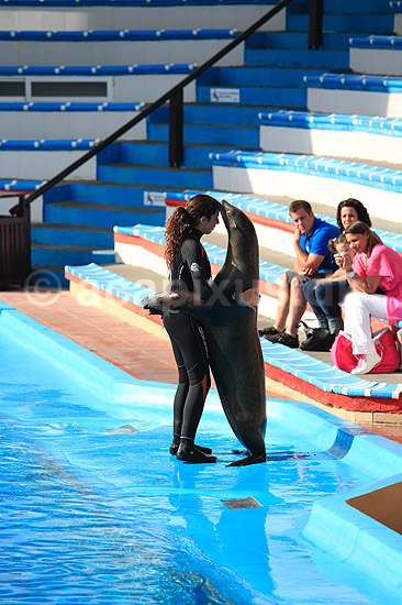 S�l�veshow. S�l�ve med tr�ner giver danseopvisning ved Marineland i Palma, Mallorca; ; Palma / Mallorca; Spanien; ; ; Dolphinarium, delfinarium, s�l�ver, s�l�veshow, dyreopvisning, opvisning med dyr, turister, turisme, dompt�r