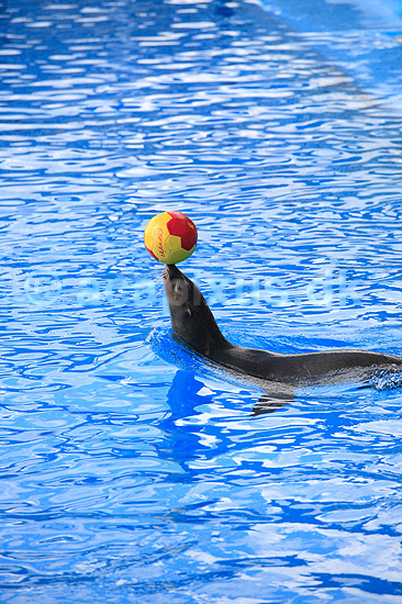 S�l�veshow. S�l�ve ballancerer badebold p� snuden ved Marineland i Palma, Mallorca; ; Palma / Mallorca; Spanien; ; ; Dolphinarium, delfinarium, s�l�ver, s�l�veshow, dyreopvisning, opvisning med dyr, turister, turisme, dompt�r