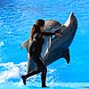 Delfinshow. Delfiner viser kunster ved Marineland i Palma, Mallorca Delphinus delphis Palma / Mallorca Spanien   Dolphinarium, delfinarium, delfin, delfiner, dyreopvisning, opvisning med dyr, turister, turisme, dompt�r, Hvaler, Cetacea