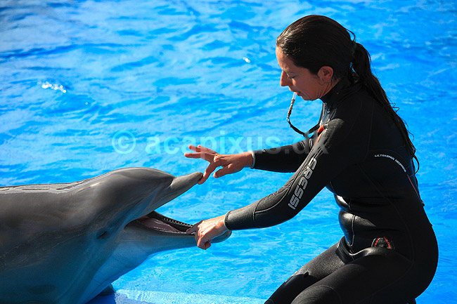 Delfinshow. Delfiner viser t�nderne til tr�neren ved Marineland i Palma, Mallorca; Delphinus delphis; Palma / Mallorca; Spanien; ; ; Dolphinarium, delfinarium, delfin, delfiner, dyreopvisning, opvisning med dyr, turister, turisme, dompt�r, Hvaler, Cetacea