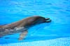 Delfinshow. Delfiner viser kunster ved Marineland i Palma, Mallorca Delphinus delphis Palma / Mallorca Spanien   Dolphinarium, delfinarium, delfin, delfiner, dyreopvisning, opvisning med dyr, turister, turisme, dompt�r, Hvaler, Cetacea