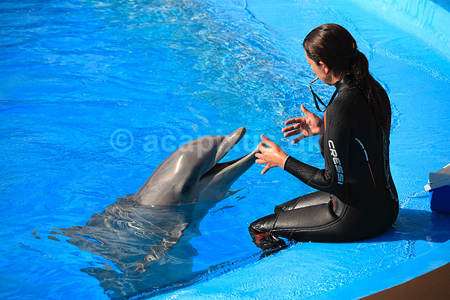 Delfinshow. Delfiner hilser p� tr�neren ved Marineland i Palma, Mallorca; Delphinus delphis; Palma / Mallorca; Spanien; ; ; Dolphinarium, delfinarium, delfin, delfiner, dyreopvisning, opvisning med dyr, turister, turisme, dompt�r, Hvaler, Cetacea