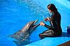 Delfinshow. Delfiner hilser p� tr�neren ved Marineland i Palma, Mallorca Delphinus delphis Palma / Mallorca Spanien   Dolphinarium, delfinarium, delfin, delfiner, dyreopvisning, opvisning med dyr, turister, turisme, dompt�r, Hvaler, Cetacea