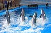 Delfinshow. Delfiner viser kunster ved Marineland i Palma, Mallorca Delphinus delphis Palma / Mallorca Spanien   Dolphinarium, delfinarium, delfin, delfiner, dyreopvisning, opvisning med dyr, turister, turisme, dompt�r, Hvaler, Cetacea