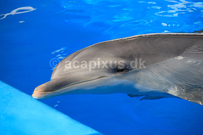 Delfinshow. Delfiner hilser p� publikum ved Marineland i Palma, Mallorca; Delphinus delphis; Palma / Mallorca; Spanien; ; ; Dolphinarium, delfinarium, delfin, delfiner, dyreopvisning, opvisning med dyr, turister, turisme, dompt�r, Hvaler, Cetacea