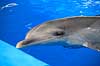 Delfinshow. Delfiner hilser p� publikum ved Marineland i Palma, Mallorca Delphinus delphis Palma / Mallorca Spanien   Dolphinarium, delfinarium, delfin, delfiner, dyreopvisning, opvisning med dyr, turister, turisme, dompt�r, Hvaler, Cetacea